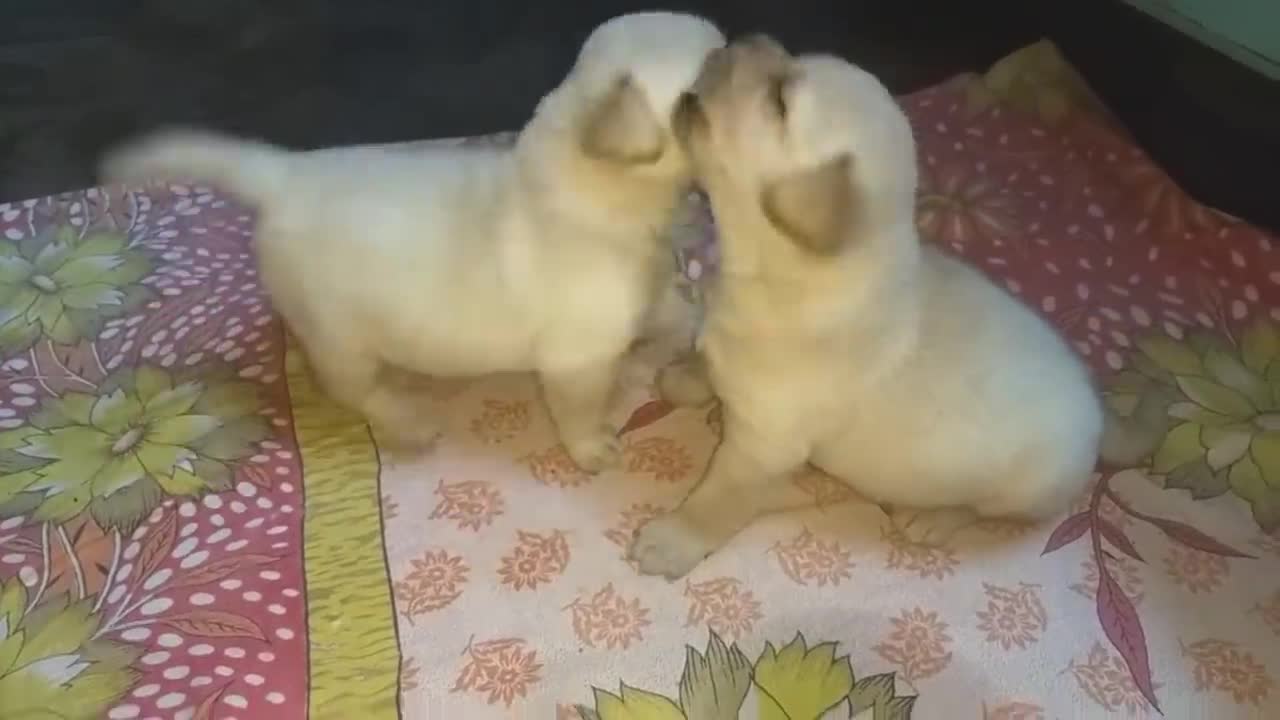 Puppies Are Fighting But Mom Knows How To Stop Them