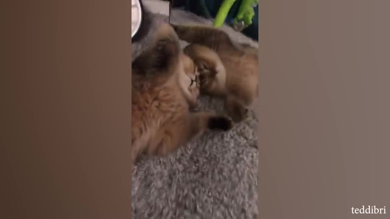 CATS MOMENTS FUNNY VIDEO SHOTS M I SO LOUGH 🤣