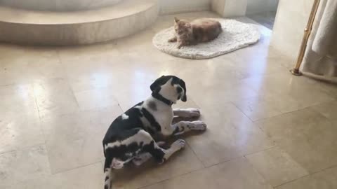 Dog And Cat