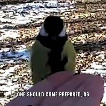 This Tiny Bird Is Vicious Against Other Birds!