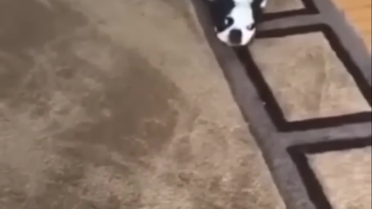 Funny dog moment 😂😀