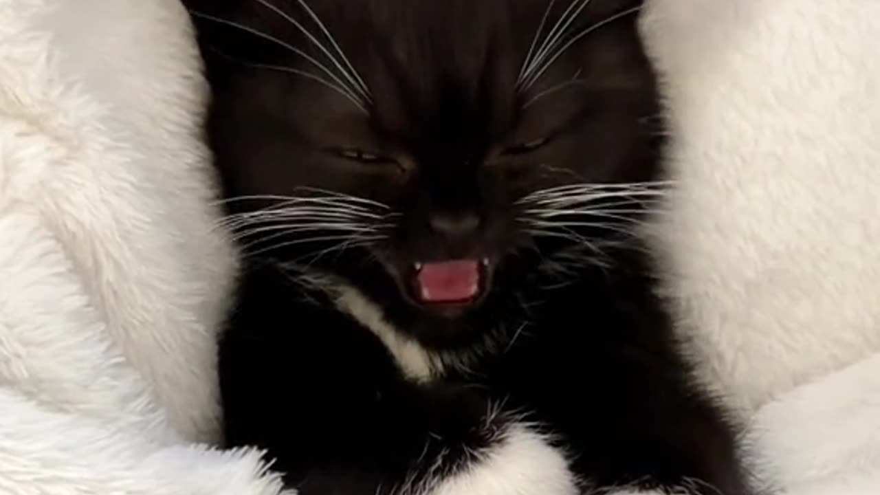 My kitten