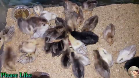 Baby Chickens Growth 07 Days Old Baby Chicks