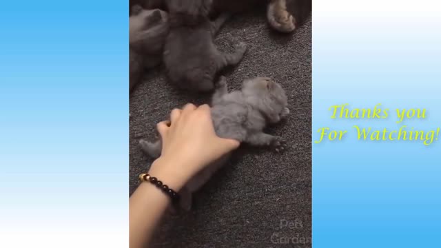 Funny Pets LOL