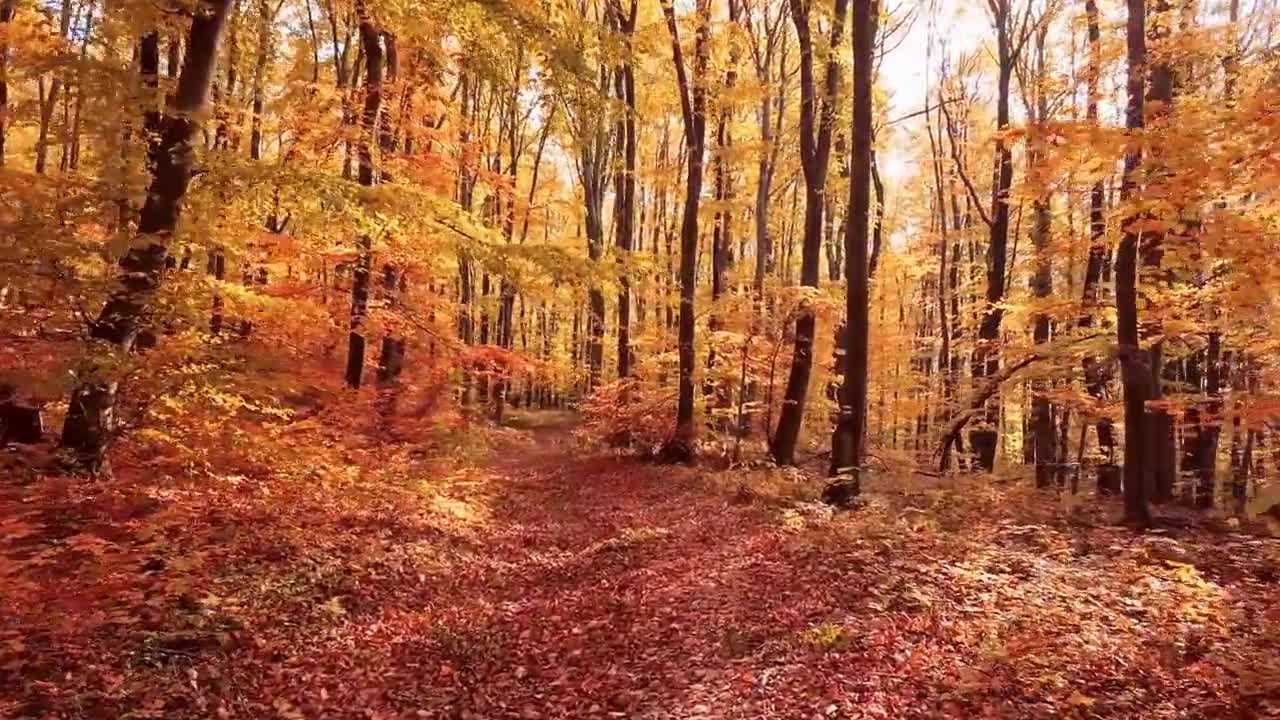 Enchanting Autumn Forests with Beautiful Piano Music