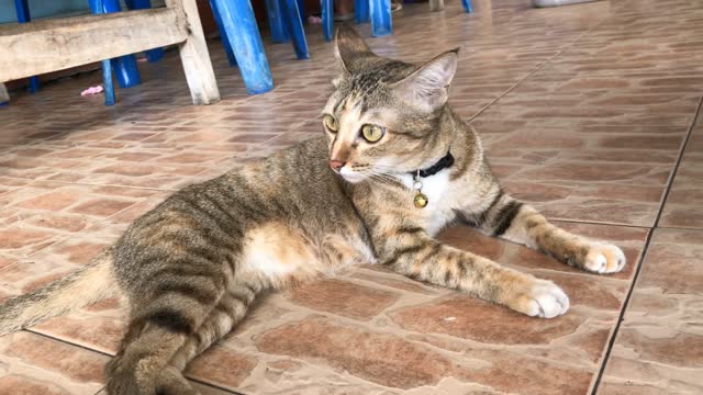 baby catat