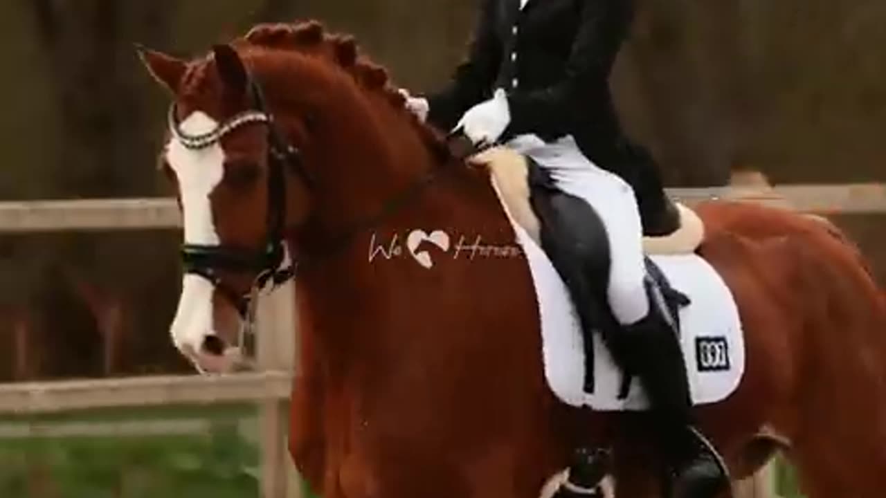 Describe your Dream horse