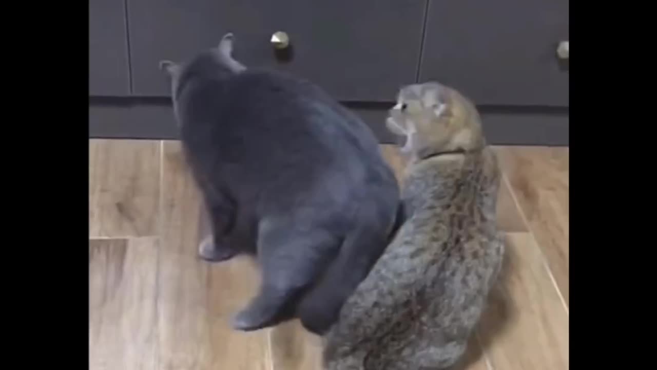 Funny!! A cat with a personal vendetta, Short video