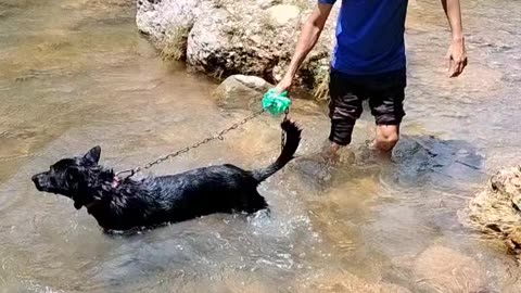 Dog bathing video