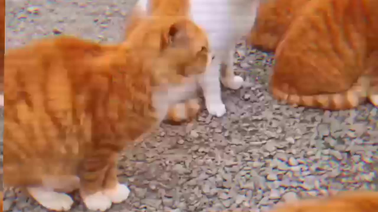 Animals fun video 😎😎