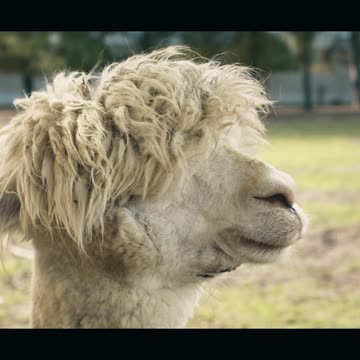 The Weird Connection Between EPIC FAIL and Internet Fame