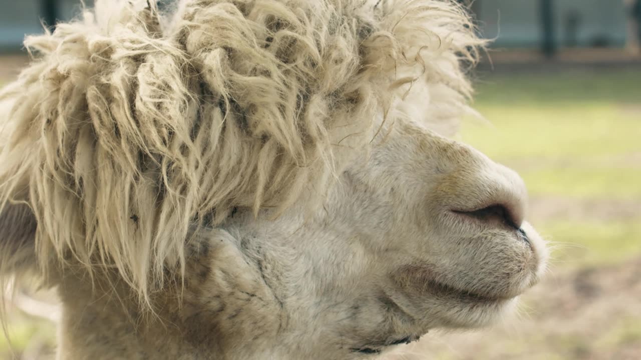 The Weird Connection Between EPIC FAIL and Internet Fame