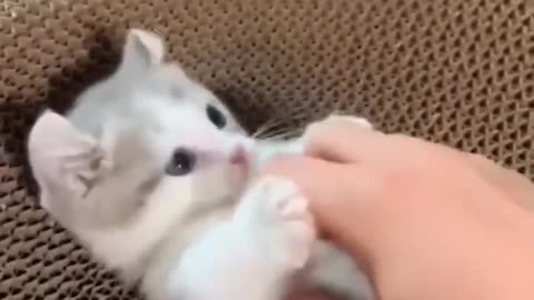 Funny Cat 😂😺😺 videos