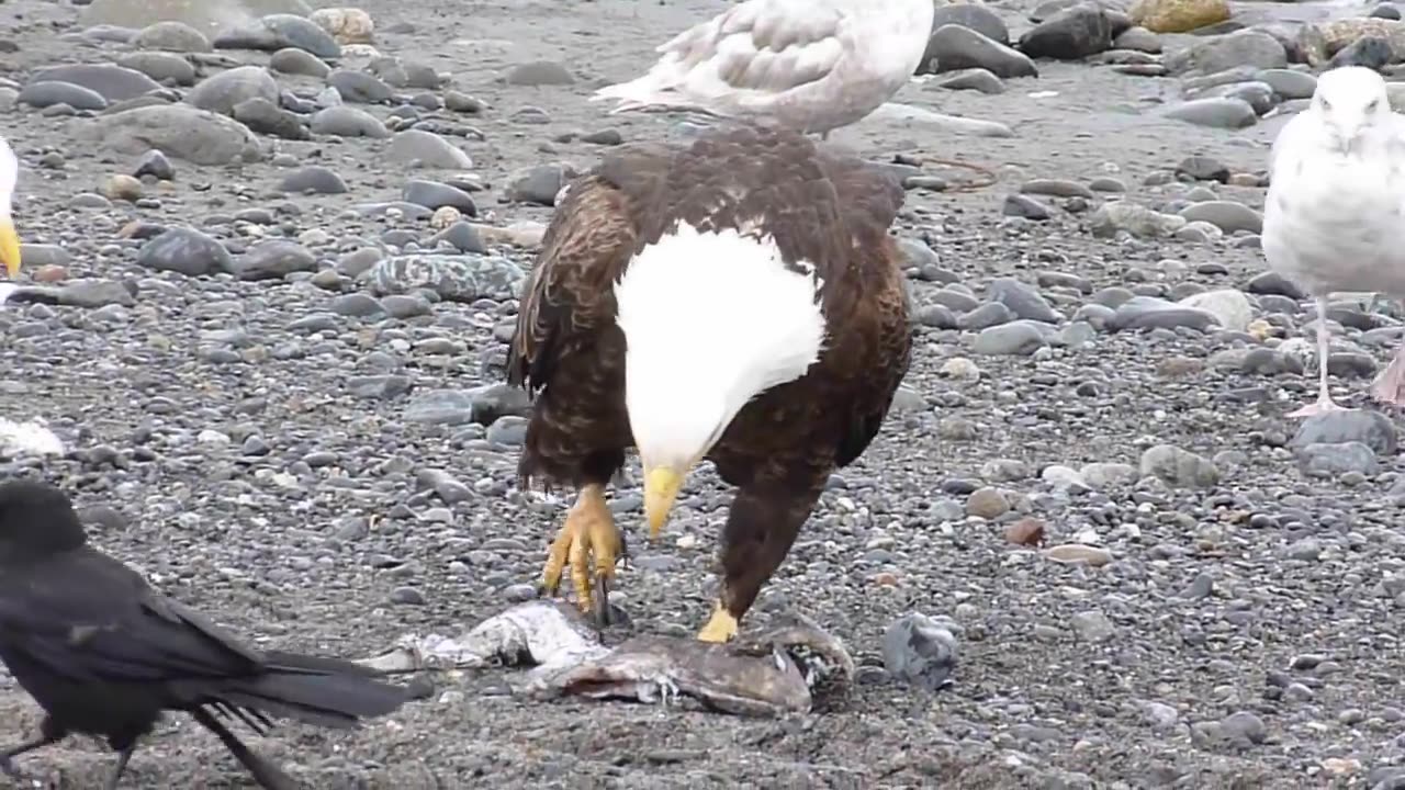 Funny bald eagle