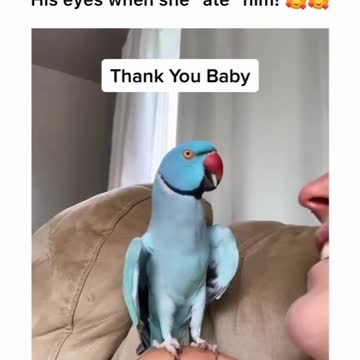 Talking bird kisses owner