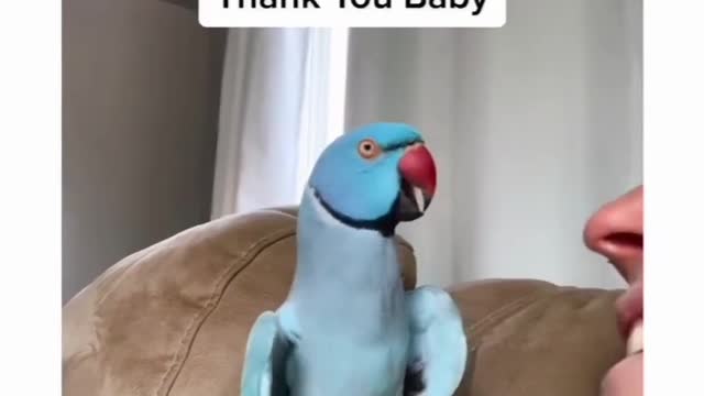 Talking bird kisses owner