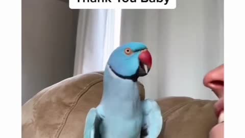 Talking bird kisses owner
