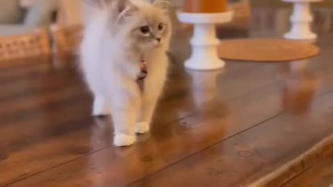 funny cat short funny jes cat 🙀 cat model funny cats dance 🐱💥💫