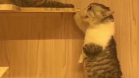 Funny cat fighting each other😂