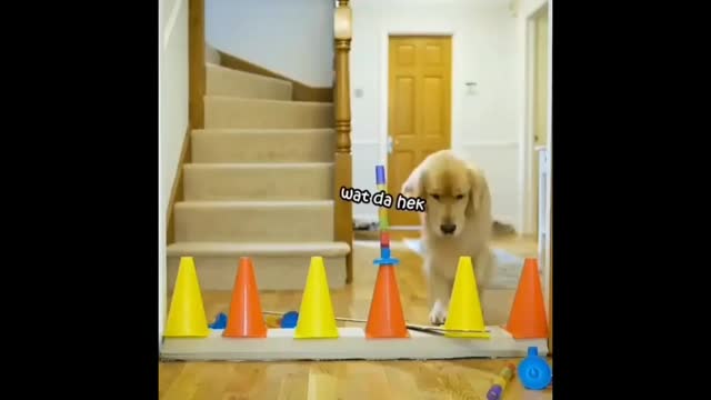 Doggo Olympic