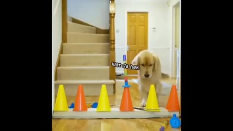 Doggo Olympic