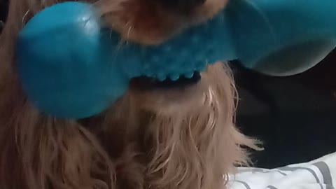 GOLDENDOG2022