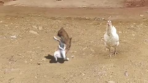 Happy cat dancing video with chicken 😀🍗😂🤣