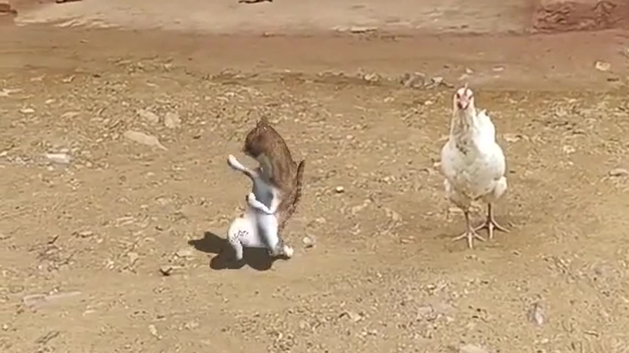 Happy cat dancing video with chicken 😀🍗😂🤣