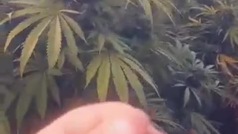 weed morocco best one