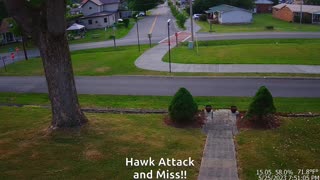 Another Hawk Attack