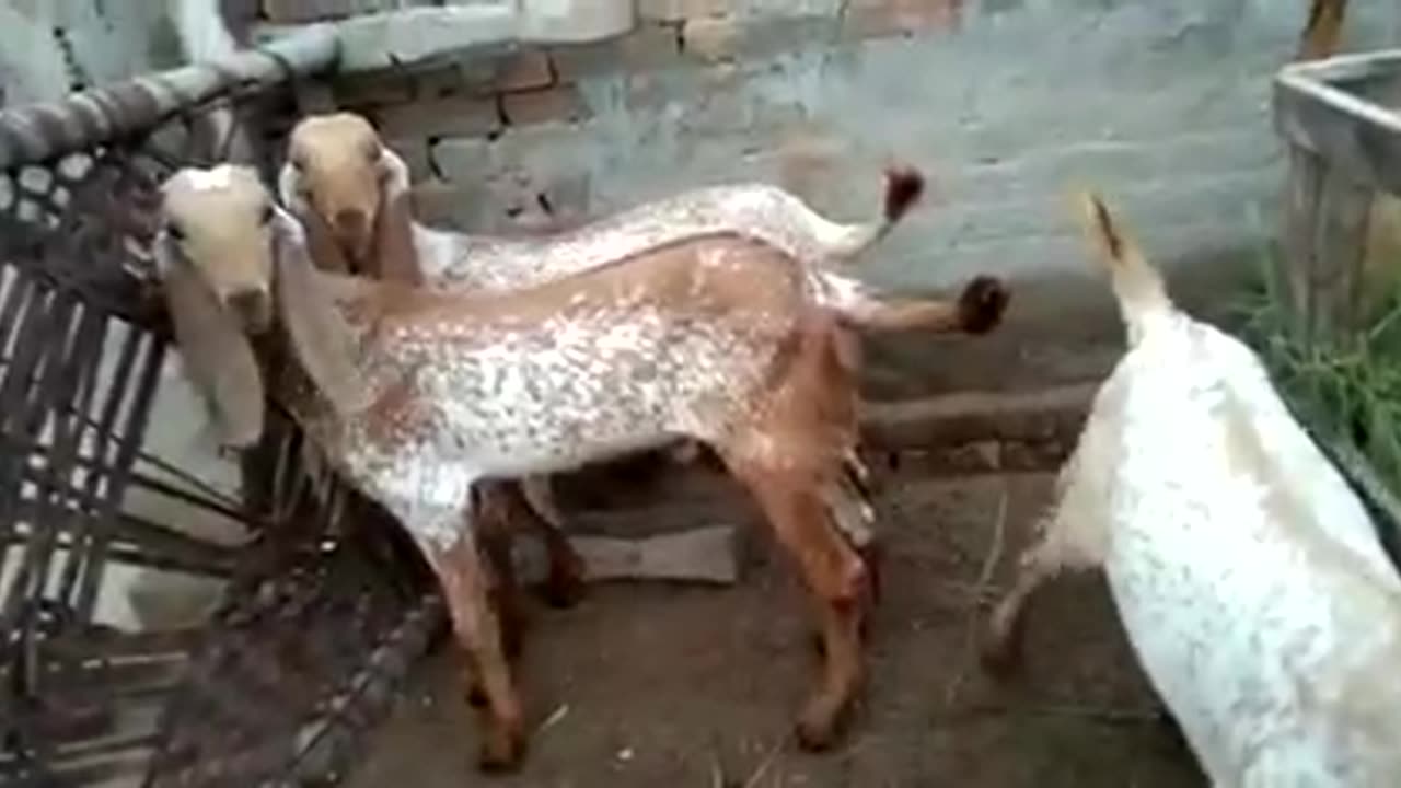 Bakra