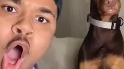 funny dog reaction