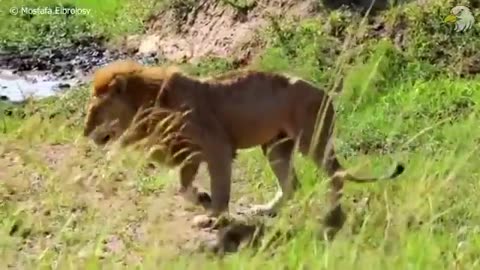 Wildlife serious injuries lion