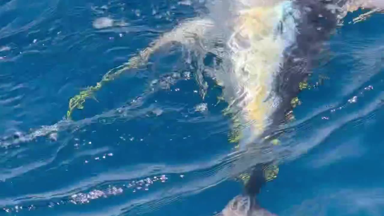 Fishing lovers yellowfin big tuna