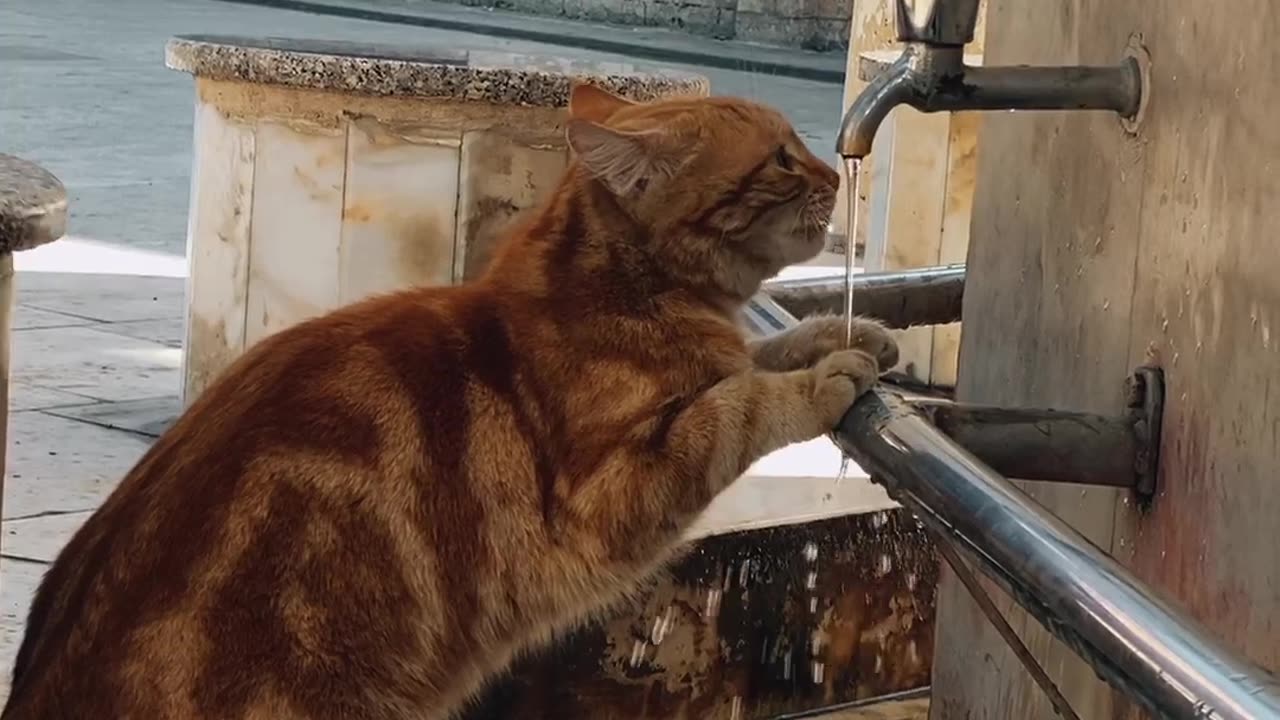 Cat drinking water 💦