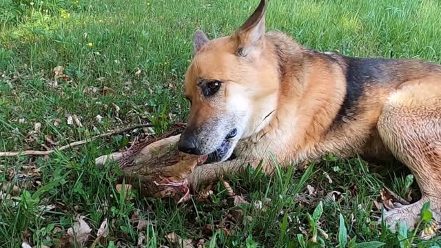 A pet and dogs munching on a large born and tree bark and biting a tree branch