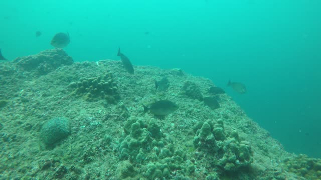 underwater fishes sea thailand