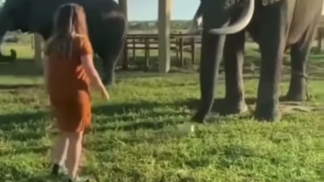 Girl plays football with elephant!