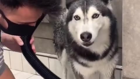 Husky FREAKS OUT At The Groomers! SHE SCREAMS!