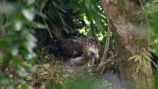 Endangered Philippine Eagle