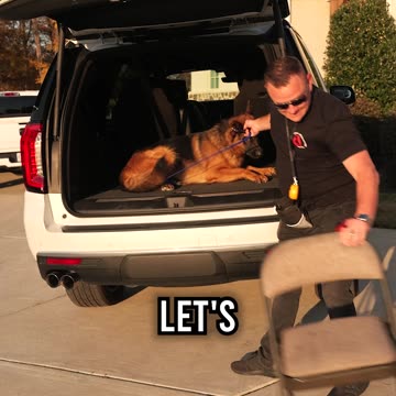 How to Get Your Dog to Jump Into a Car