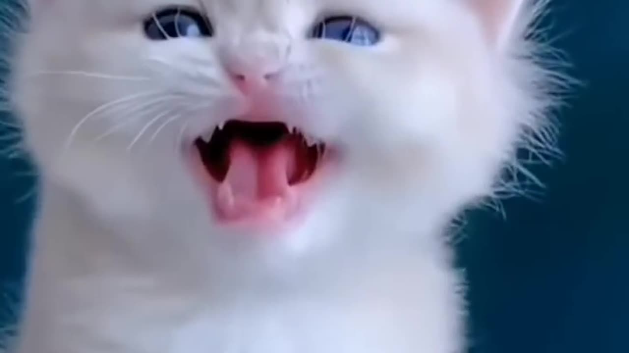 Cute cats funny videos