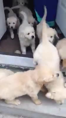 Who let the dogs out?