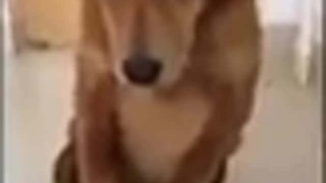 Mascotas graciosas | ¿Tu perdonarías a este perrito? ¡¡¡suscríbete!!!