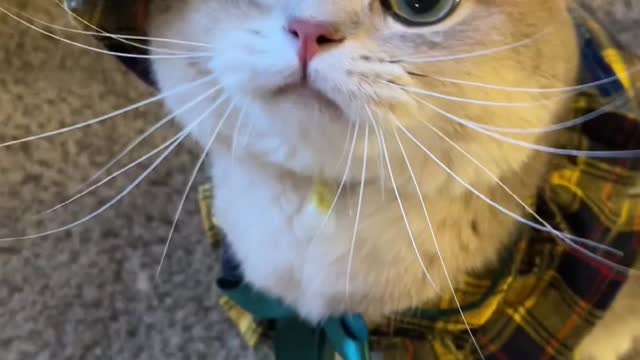 adorable cat