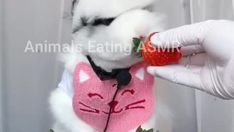 Animals doing ASMR Ep:5