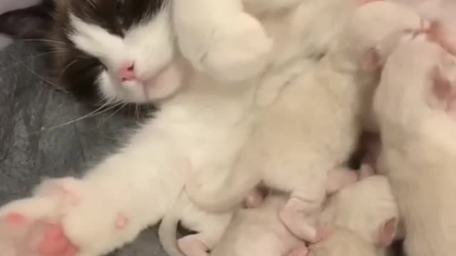 Mother Cat and Children