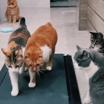 Cute cat running , 😍 #minivlog #shorts #viral