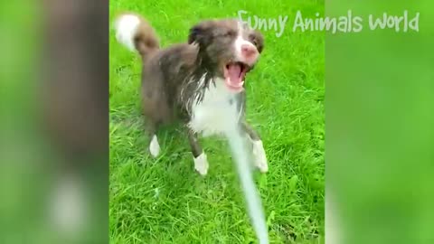 funny animal videos 2023