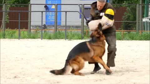 The dog barking the man|| And trying to bite him